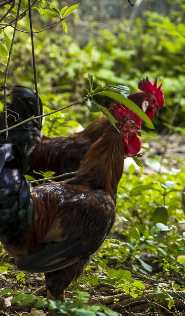 Домашние петухи гуляют в лесу
