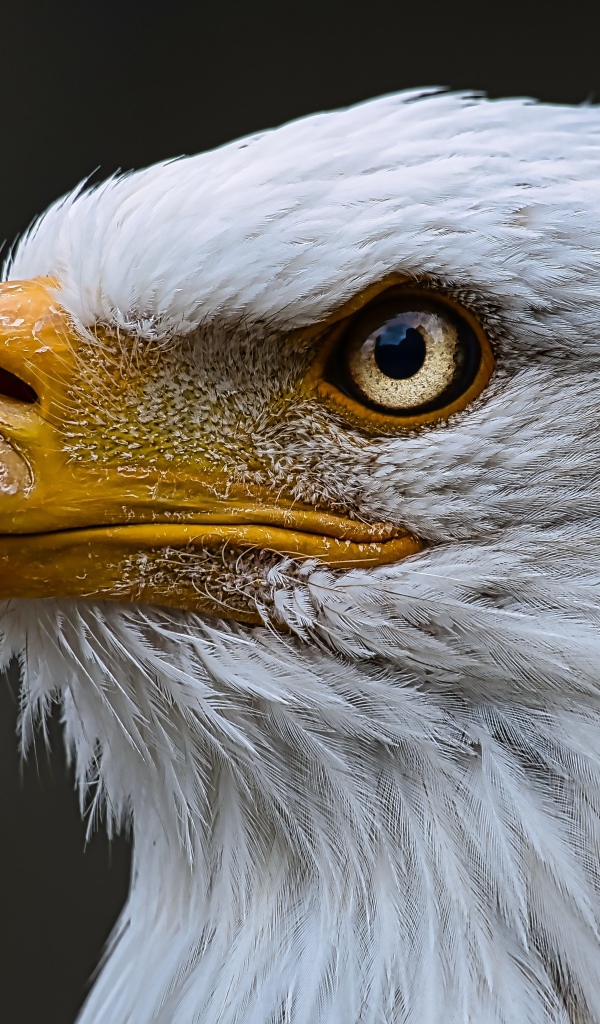 Голова орлана с острым желтым клювом 