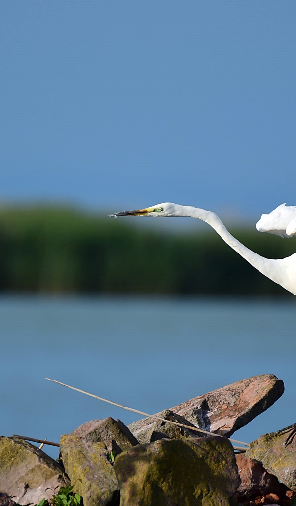 Белая цапля стоит на камне у воды 