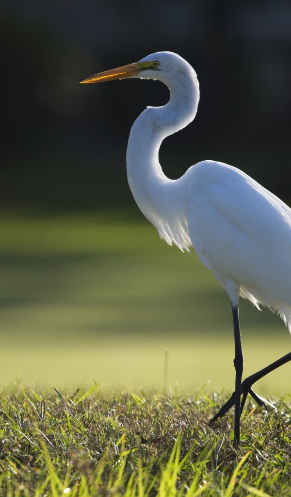 Белая цапля идет по зеленой траве