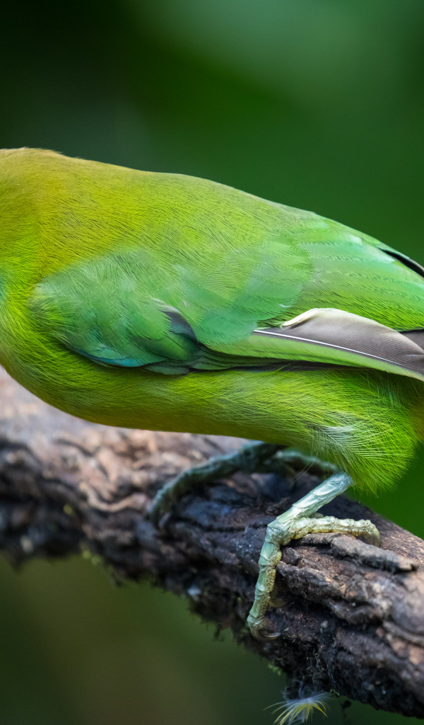 Изумрудный туканет сидит на ветке дерева