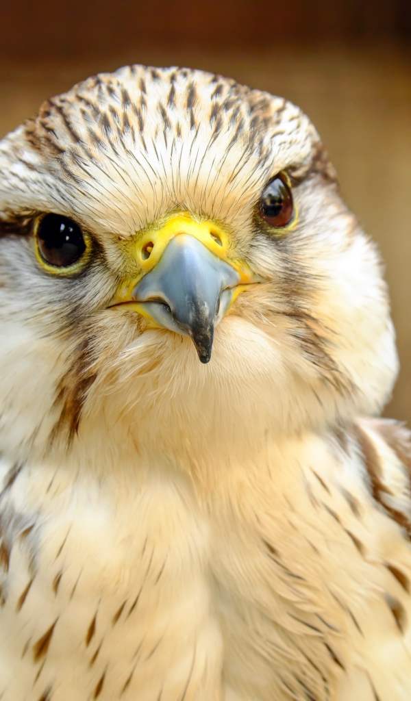Голова сокола с острым клювом крупным планом