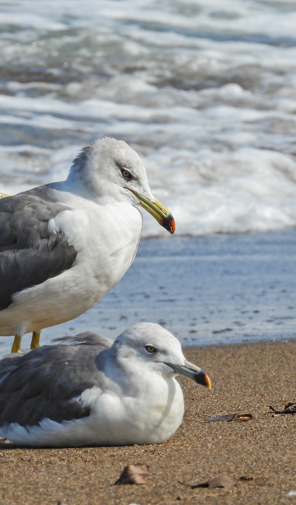 Четыре чайки сидят на песке у моря