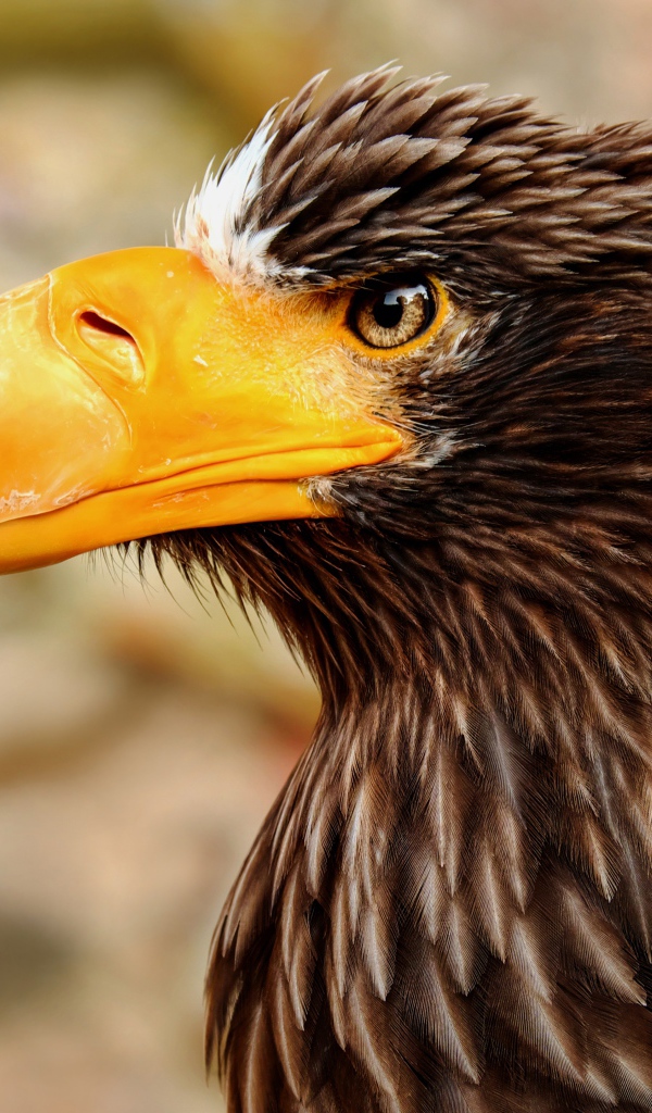 Гигантский орел с острым желтым клювом