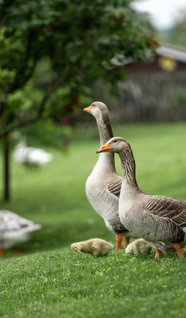 Серые домашние гуси на зеленой траве 