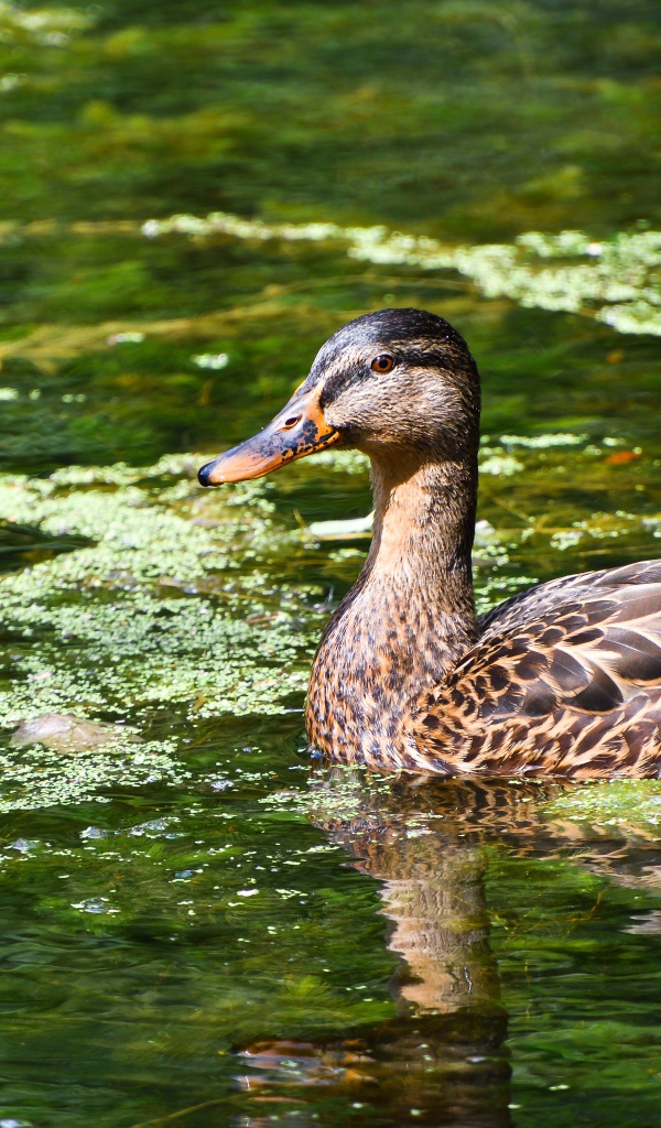 Серая утка плавает в озере 