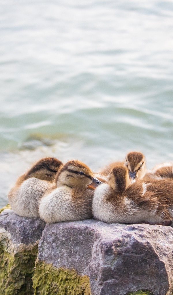 Серая утка с утятами на камне