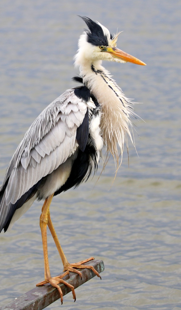 Серая цапля стоит на поручне на фоне воды