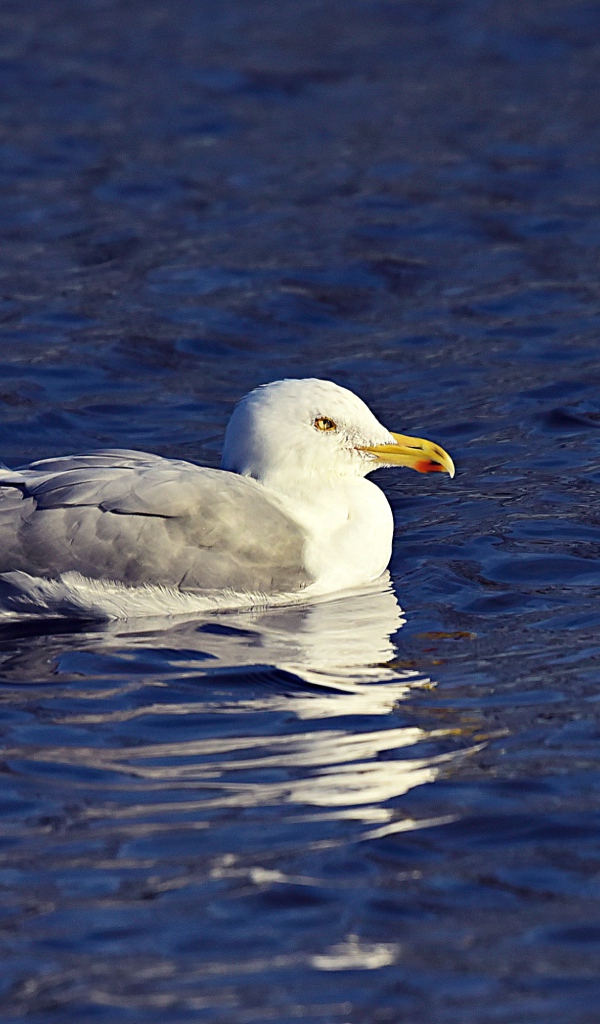 Серая чайка сидит в воде 
