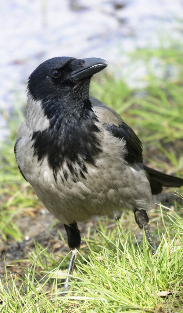 Большая серая ворона на зеленой траве