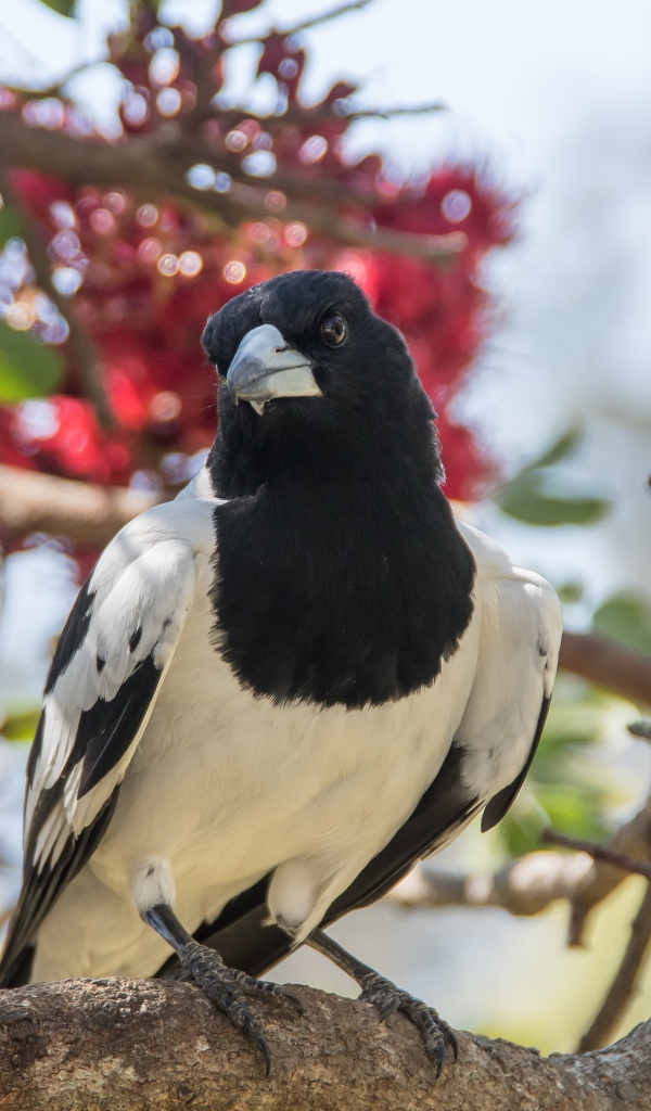 Большая черно-белая сорока сидит на ветке дерева 