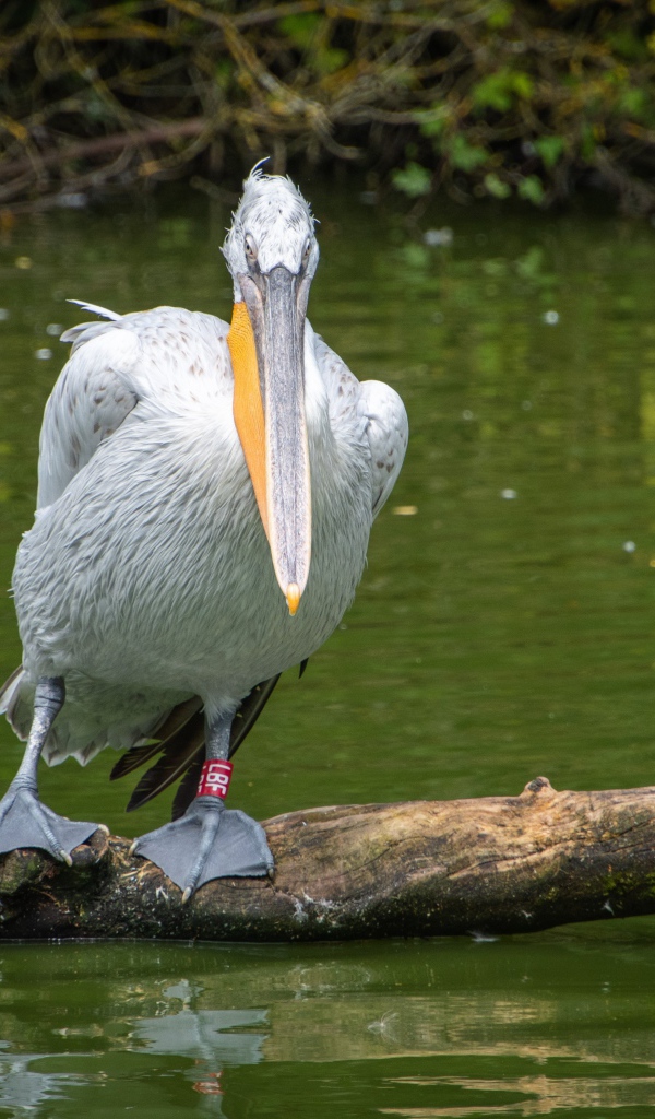 Большой серый пеликан сидит на дереве в воде