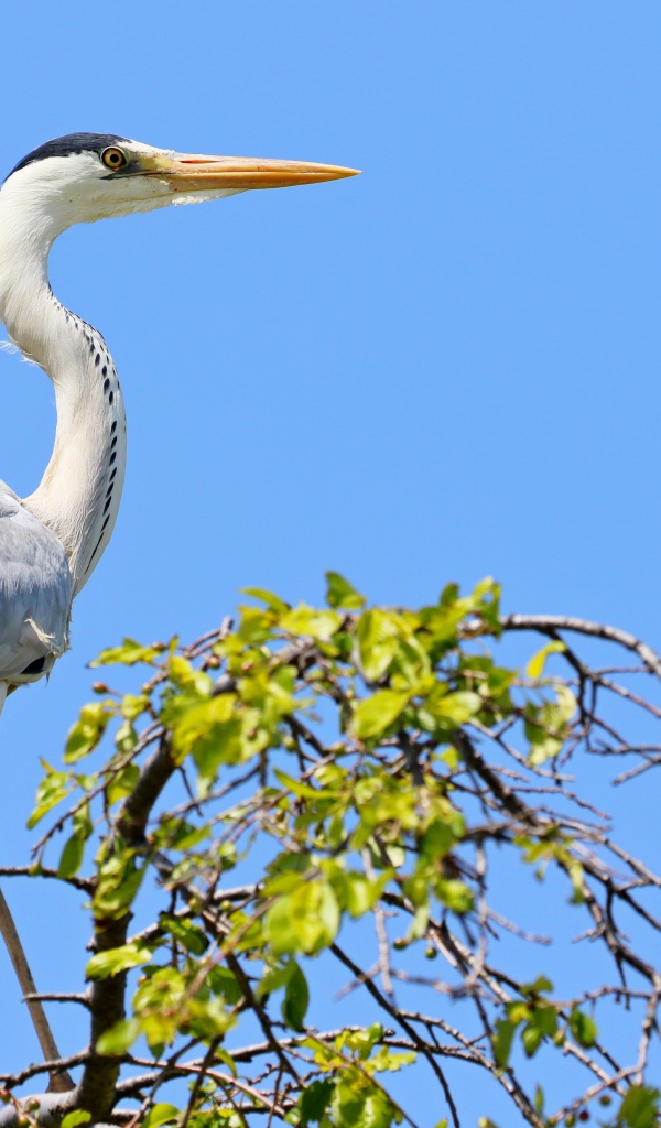 Большая цапля стоит на дереве на фоне голубого неба 