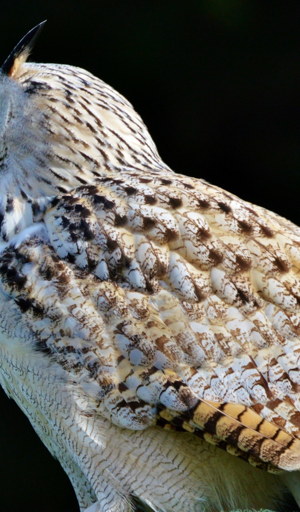 Большая белая сибирская сова на черном фоне