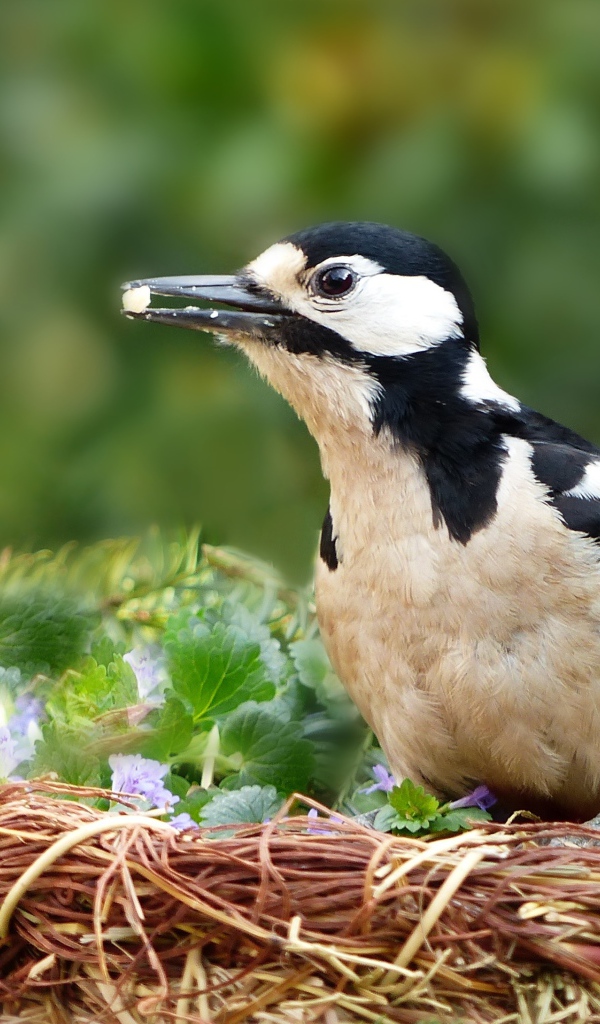 Большой дятел сидит в гнезде 