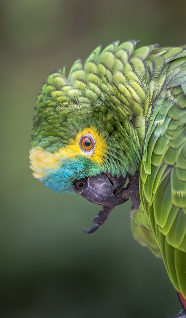 Зеленый попугай чистит лапу 