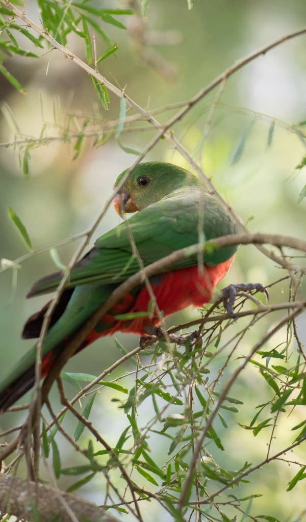 Зеленый попугай сидит на ветке дерева 