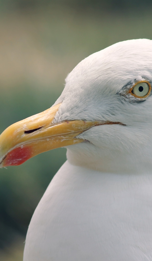 Голова белой чайки с острым клювом