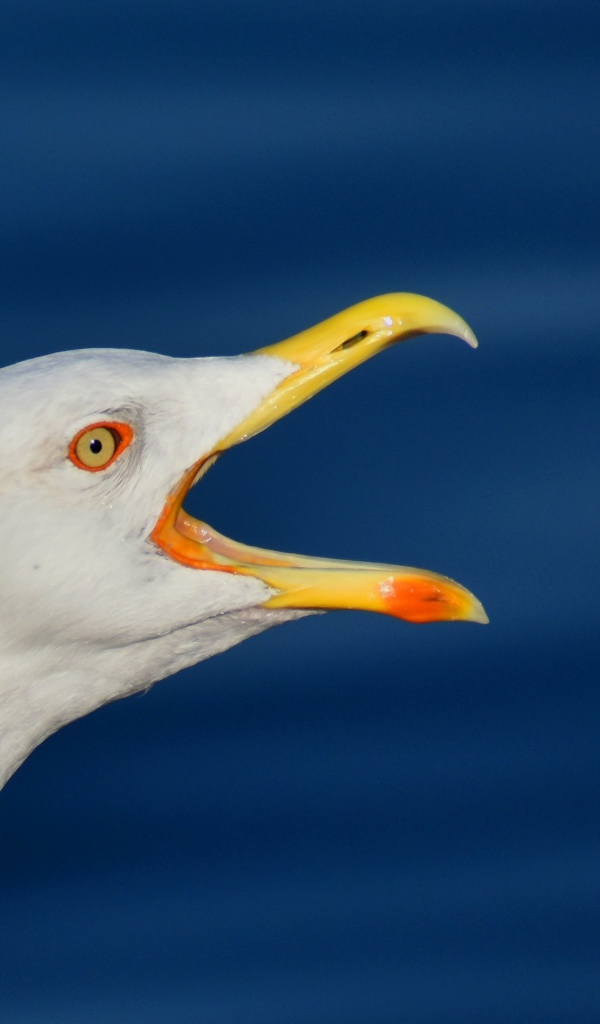 Ivory gull with open beak on blue background