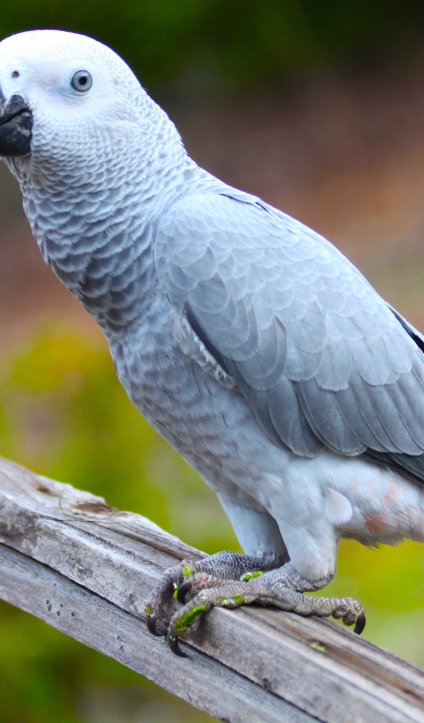 Большой серый попугай жако на ветке 