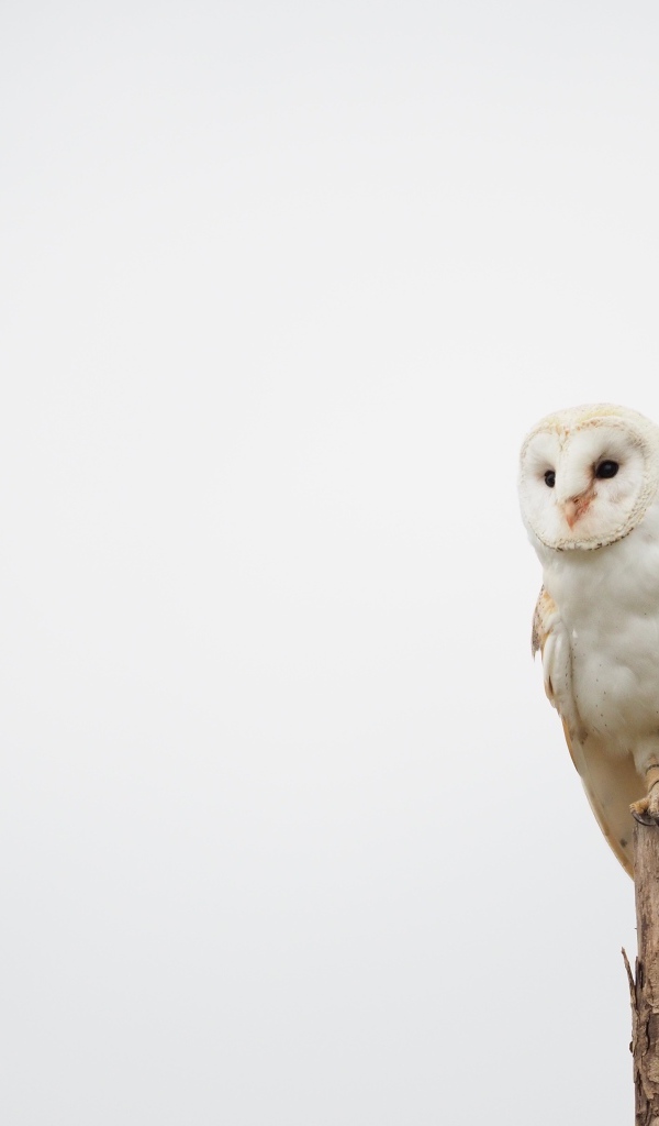 Большая сова сидит на ветке на сером фоне 