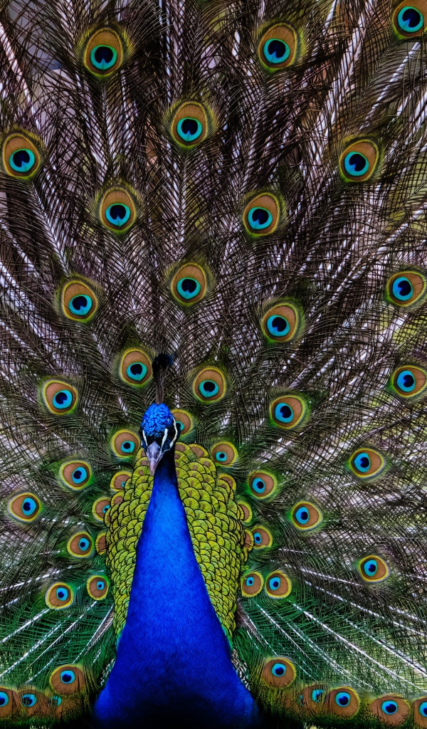 Large peacock with a beautiful tail