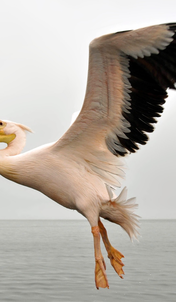 Большой пеликан с черными крыльями над водой 