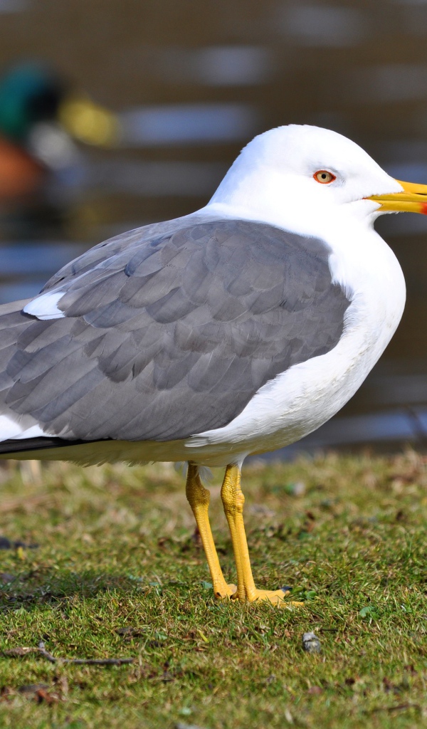 Большая чайка на траве у воды 