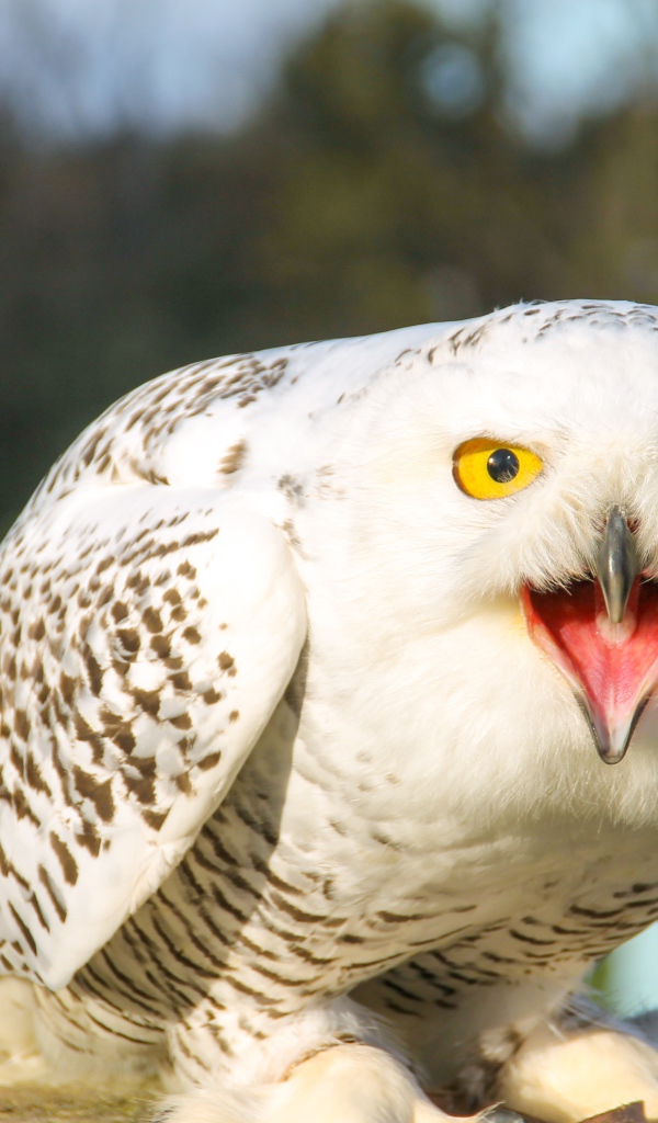 Большая снежная сова с открытым клювом 