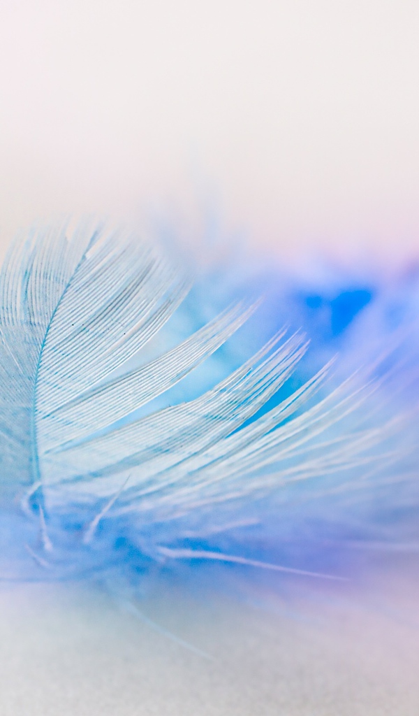 Легкое голубое перо на белом фоне
