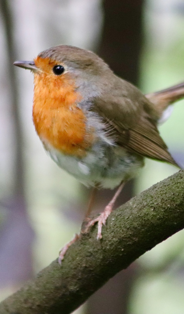 Маленькая птичка с черными глазами сидит на ветке
