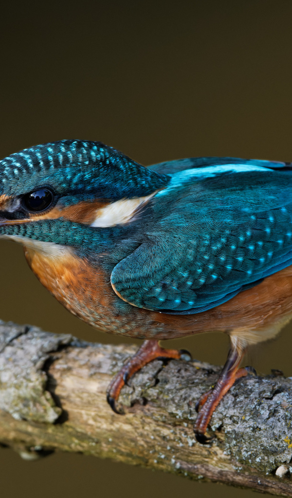 Маленькая голубая птичка зимородок на ветке дерева 