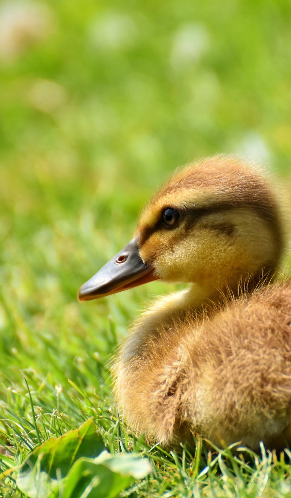 Маленький утенок лежит на зеленой траве 