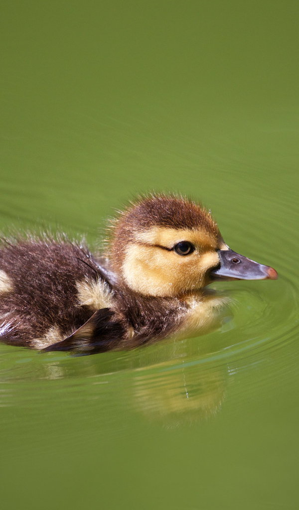 Маленький утенок плавает в зеленой траве