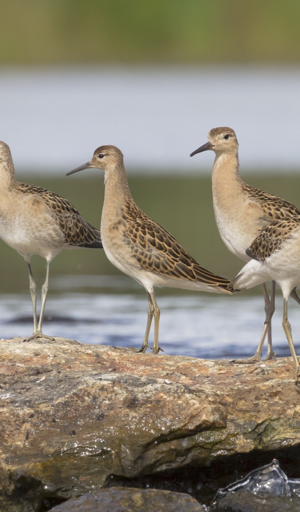 Маленькие птички фифи на камне у воды 