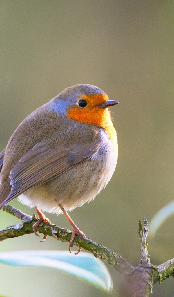 Маленькая хрупкая птичка Зарянка сидит на ветке