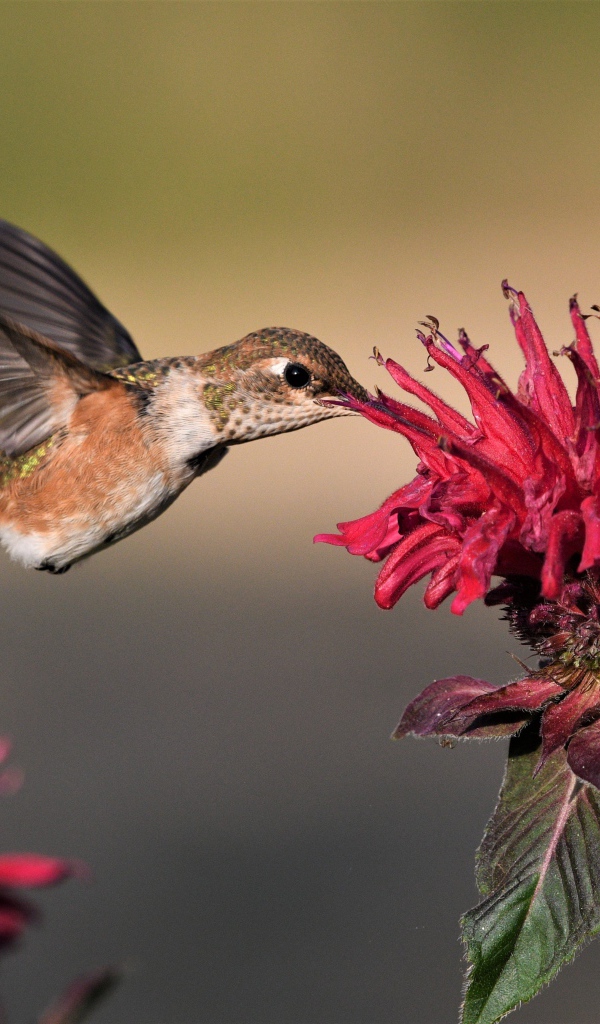 Маленькая птичка колибри над красным цветком