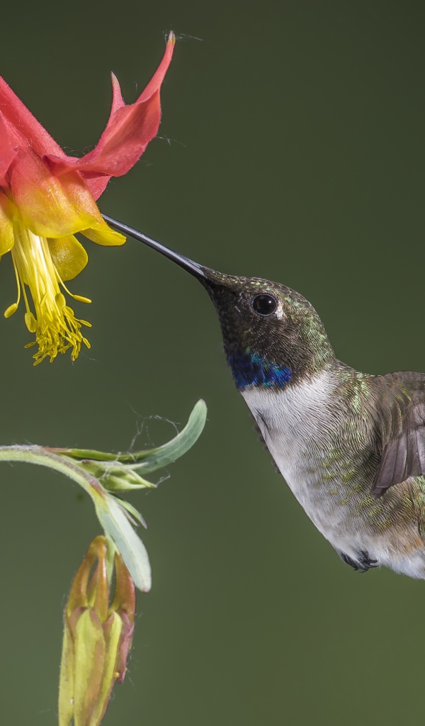 Маленькая птица колибри собирает нектар с водосбора