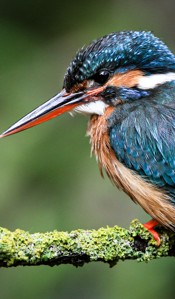 Маленький зимородок сидит на покрытой мхом ветке 