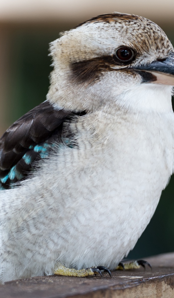 Маленькая птичка кукабара крупным планом 