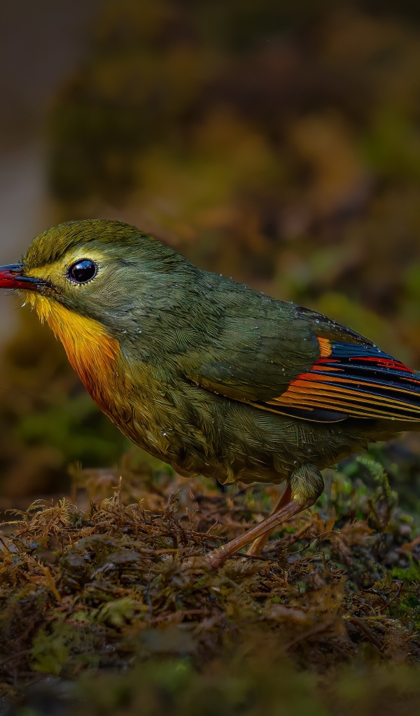 Маленькая птичка красноклювый лейотрикс на земле