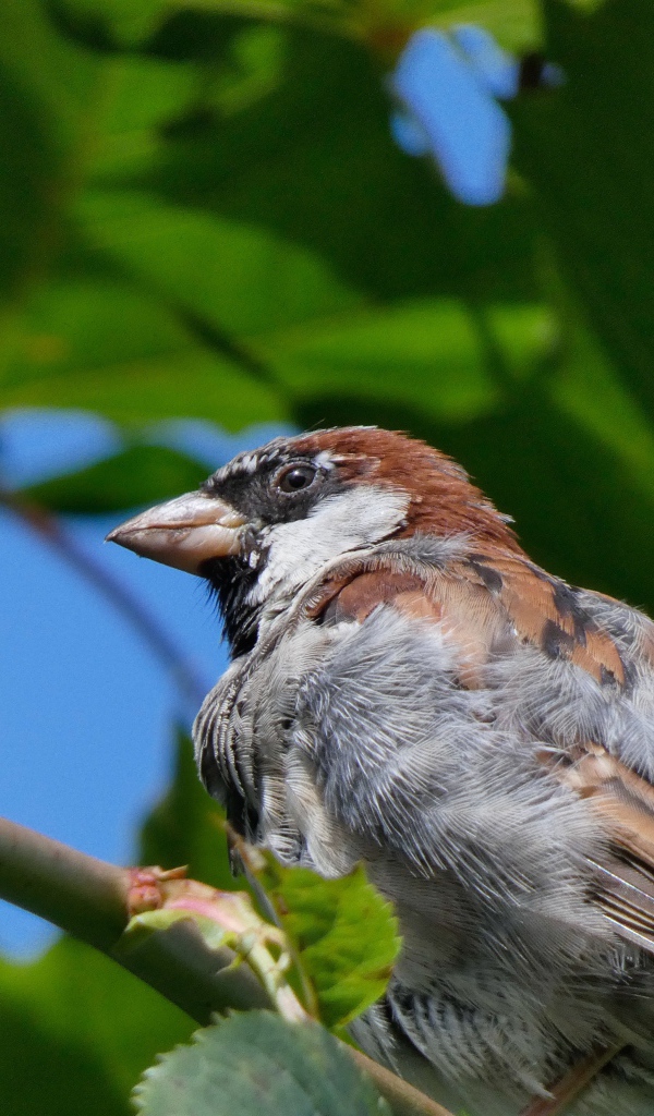 Маленький воробей сидит на ветке дерева