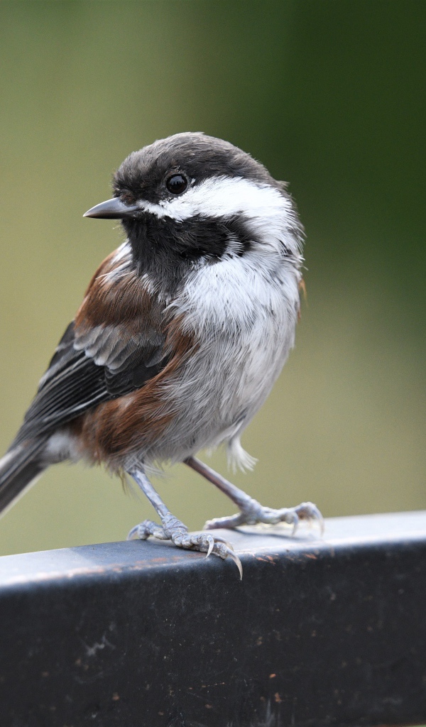 Маленький воробей сидит на перилах 