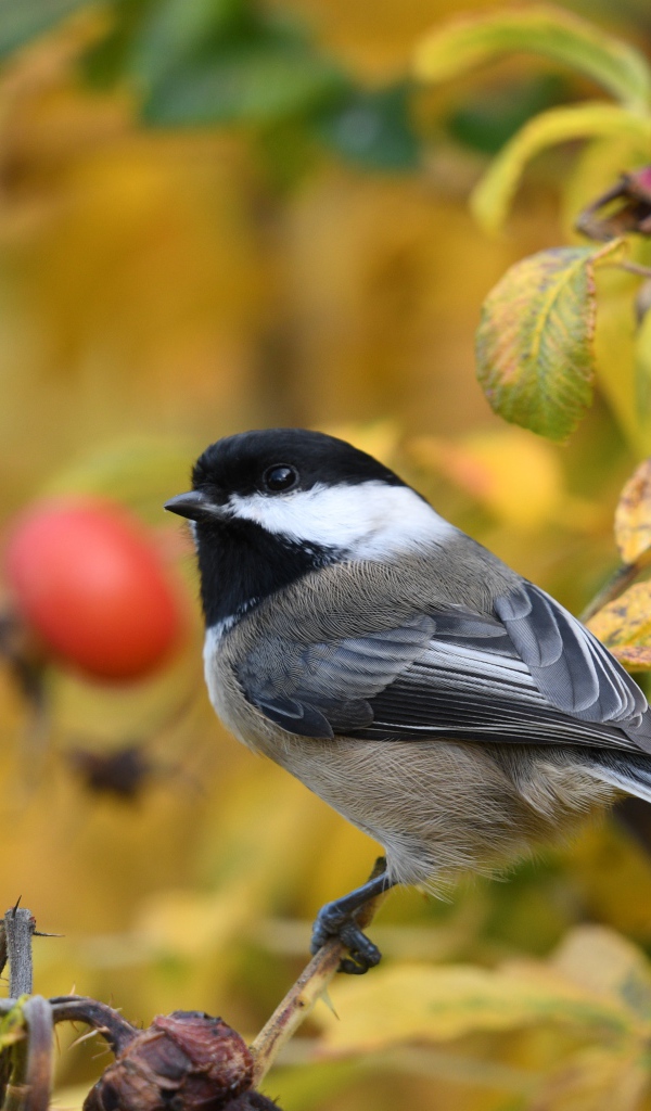 Маленькая синичка сидит на ветке шиповника
