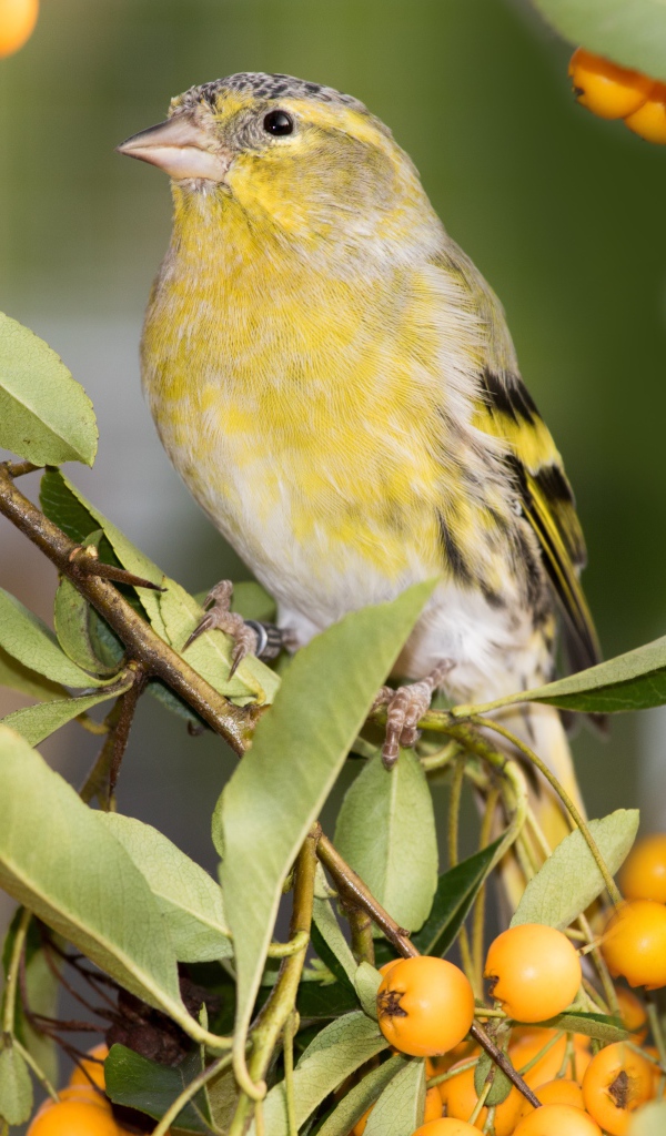 Маленькая птица ткачик сидит на ветке с оранжевыми ягодами