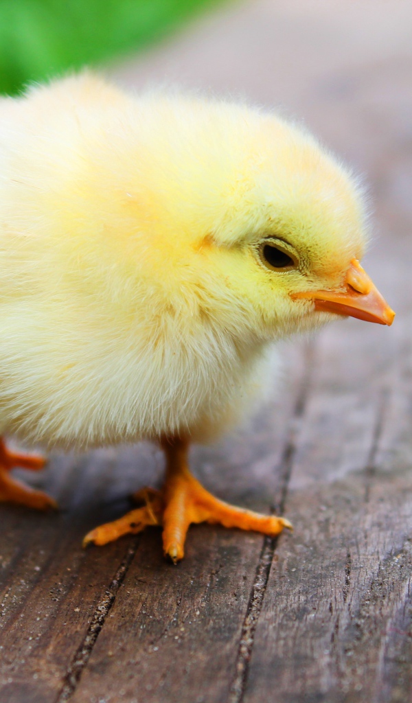 Маленький желтый цыпленок на деревянном полу