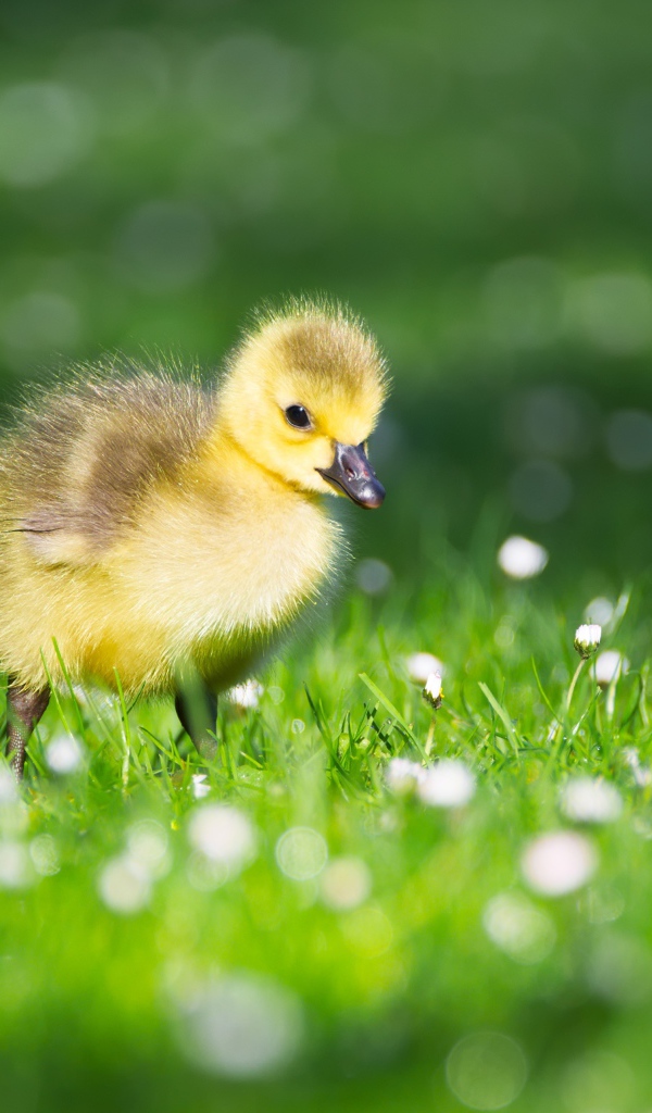 Маленький желтый утенок на зеленой траве