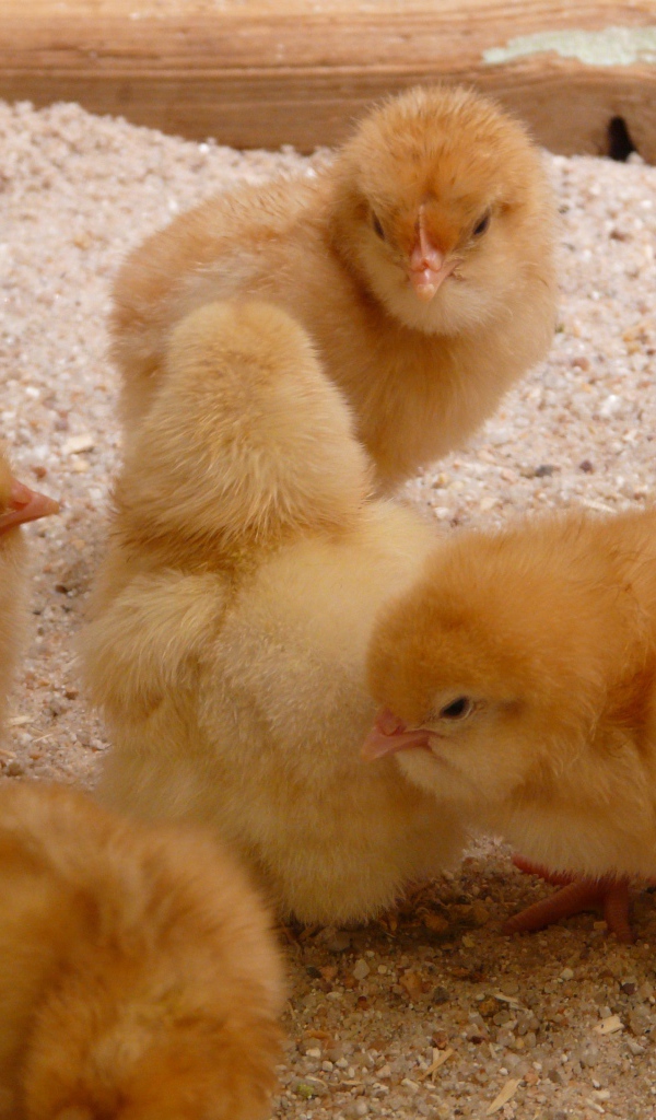 Маленькие желтые цыплята курицы