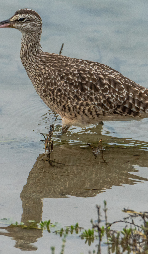 Длинноклювый кроншнеп в воде ловит рыбу