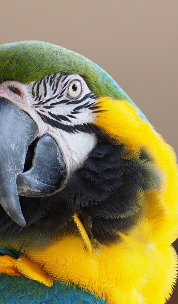 Голова попугая ара с острым клювом